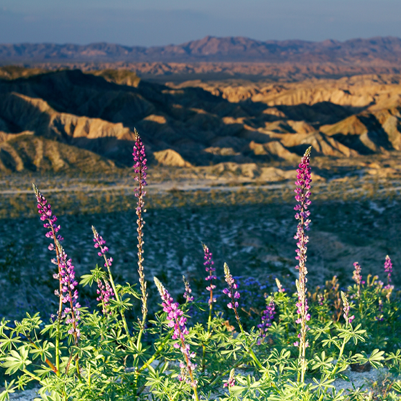 الغزو الأرجوانيّ