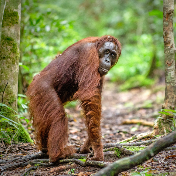סוד הזנב הנעלם