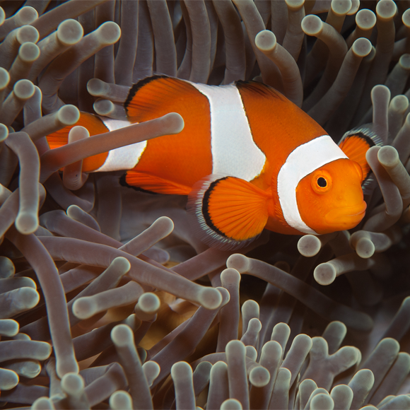 סופרים את נמו