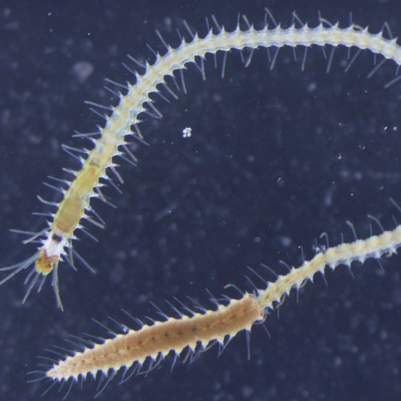 שלח ישבנך על פני המים