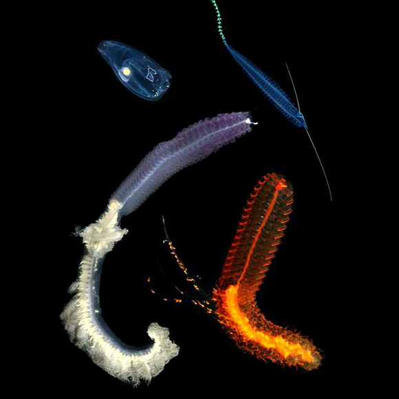 למידה עמוקה במיוחד