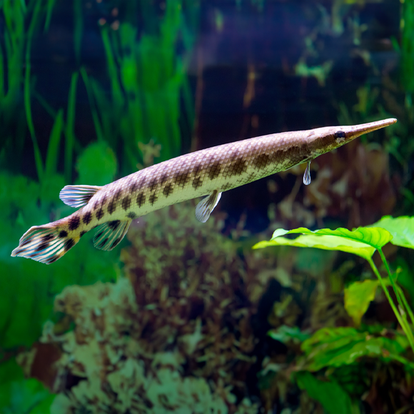 הדג שהאבולוציה שכחה