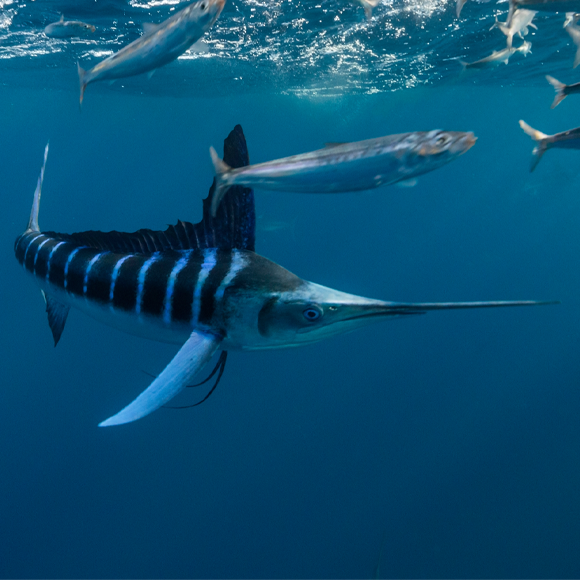 שמים פס על הסרדינים