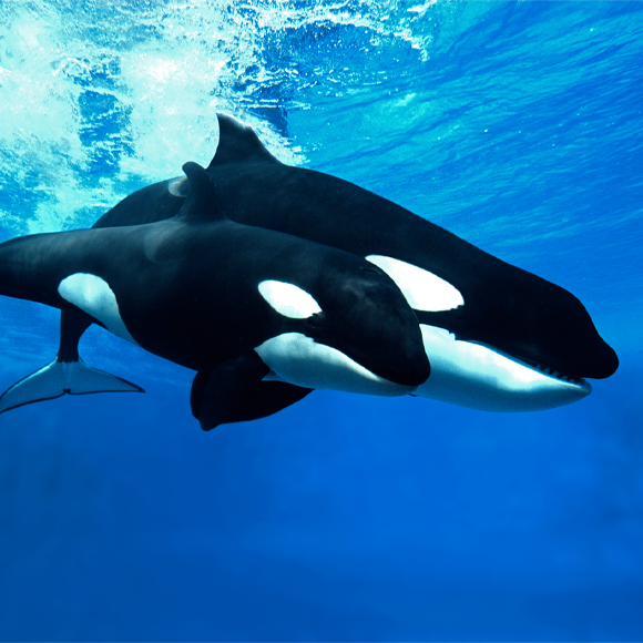 האבולוציה של הסבתא