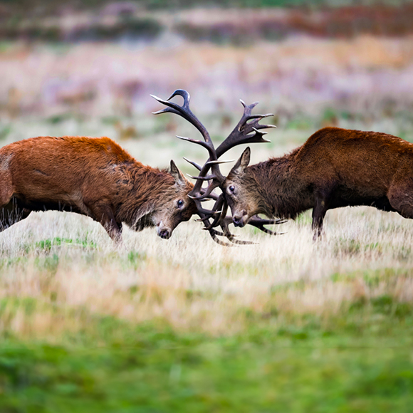 منطقة تحت السيطرة، لكن بشرط
