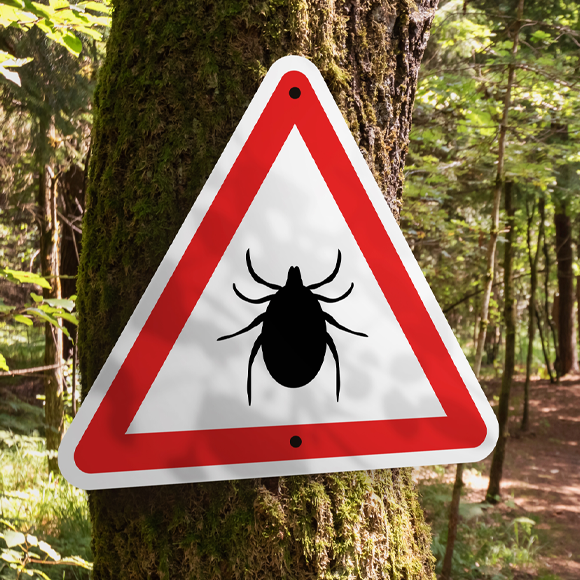 מחלות ללא גבולות – נשיכת הקרציות