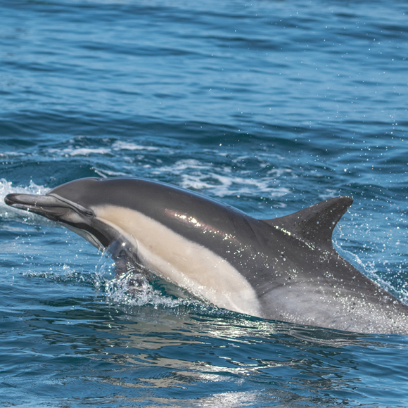 הדולפינה שלמדה שפה זרה