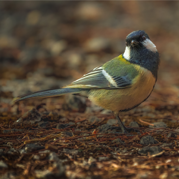 “אחריך, ירגזי!”
