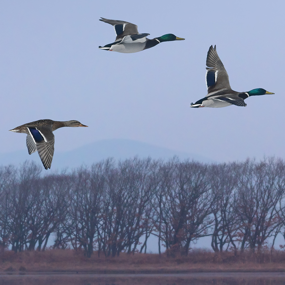 Unprecedented Winter – What’s With The Environment?