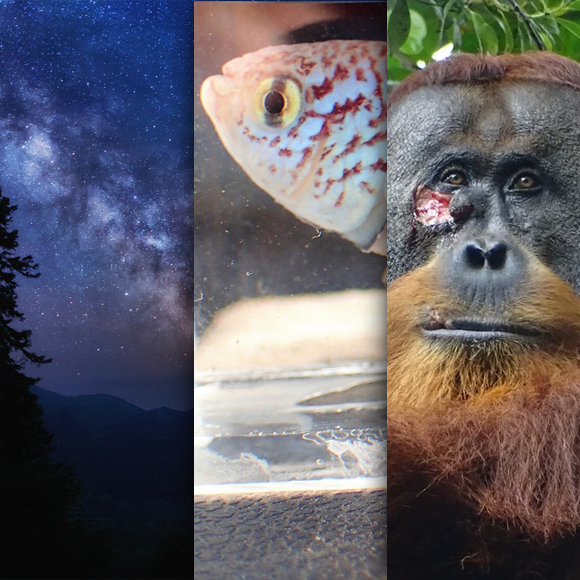 המחקרים החדשים ביותר: מהנשמדע 18/5/24