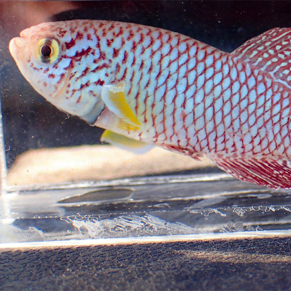 להתרבות או להזדקן