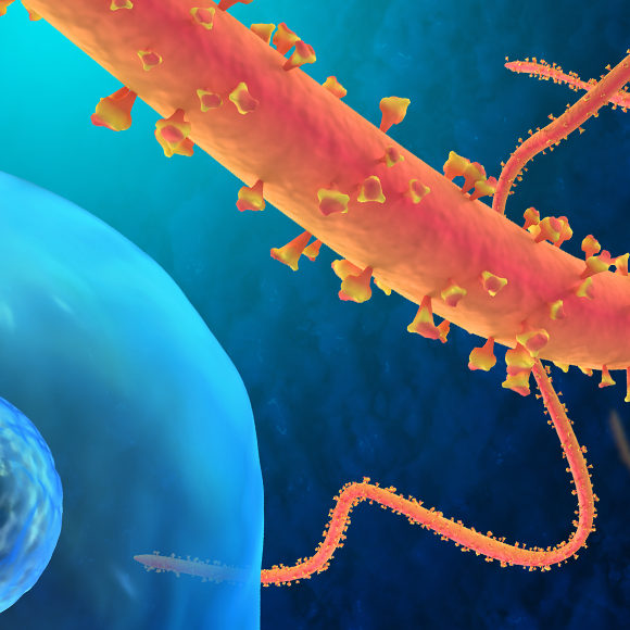 מחלות ללא גבולות – נגיף מגמלים מעורר דאגה