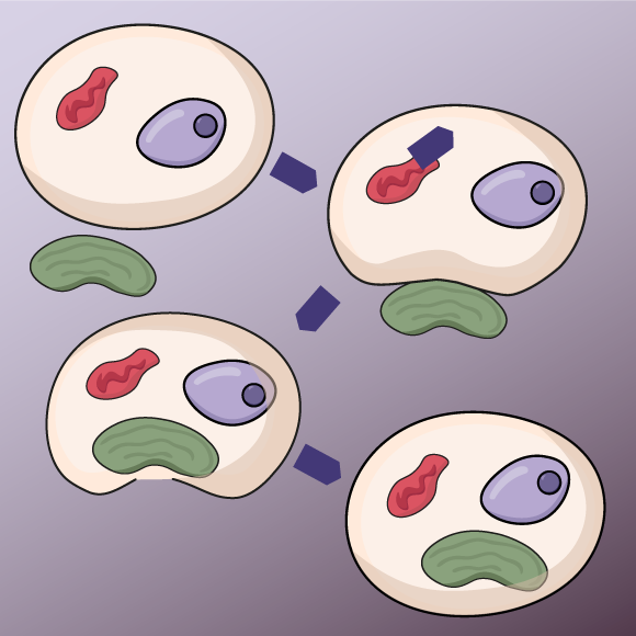 משניים יוצא אחד