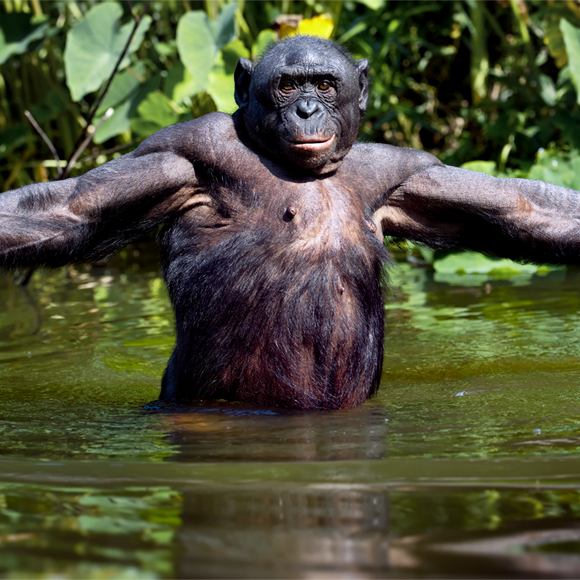 קוף האדם ההיפי? לא לגמרי