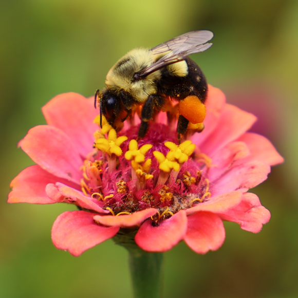 דבורים מתחת למים