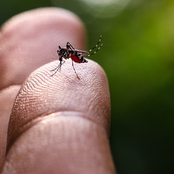 מחלות ללא גבולות: קדחת הדנגי מתקרבת לישראל
