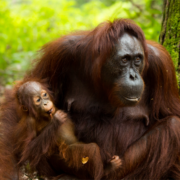 עזרה ראשונה, גרסת האורנגאוטן