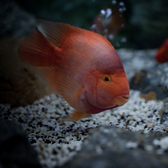 הסקרנות היא אצלם בגנים