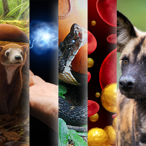 המחקרים החדשים ביותר: מהנשמדע 1/6/24