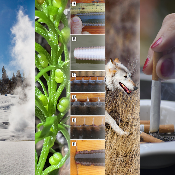 המחקרים החדשים ביותר: מהנשמדע 22/6/24