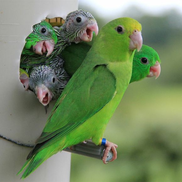 אבא חורג, גרסת התוכים