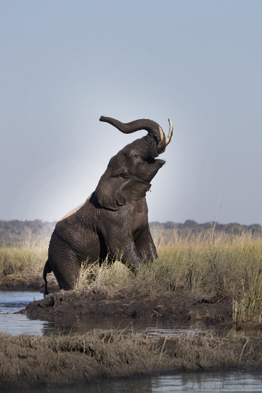 לכל פיל יש שם?