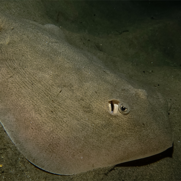 ההיריון הלא־פלאי של שרלוט (שאולי לא היה)