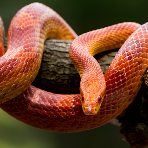 מהיר כהתפתחות נחש