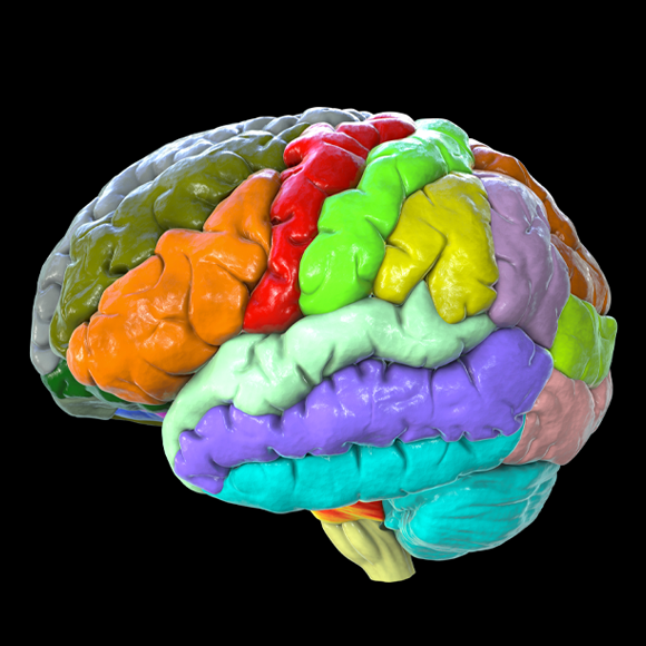 The Origami Of The Brain’s Enigmatic Fold