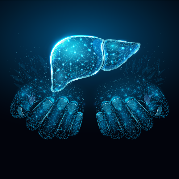 לגדל כבד אנושי זעיר בבלוטות הלימפה