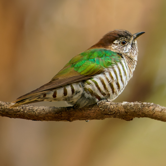 ההתאמה המפצלת של הקוקיות