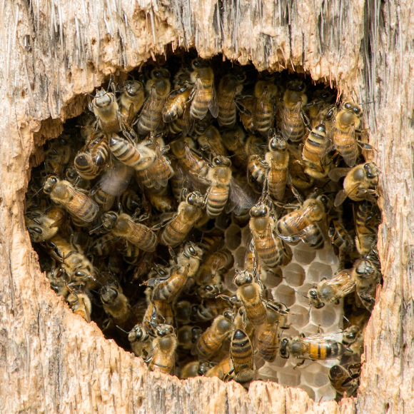 הדבורים על המפה