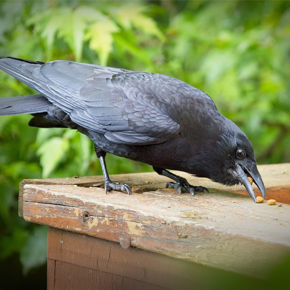 עורבים סופרים בקול