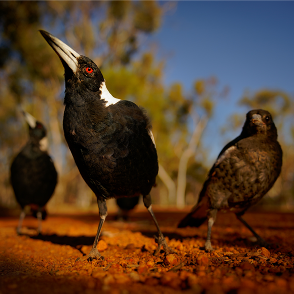 עקעקים נחמדים מסיימים ראשונים (את המבחן)