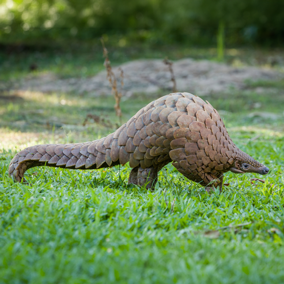 מקושׂקשׂים, ניצודים ובסכנת הכחדה: מה אנחנו יודעים על הפנגולינים?