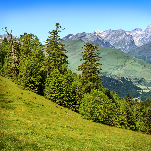 דבר אל העצים