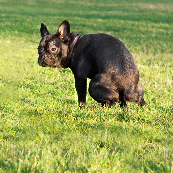 الحيوانات التي تستخدم برازها