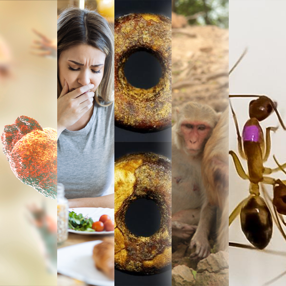 המחקרים החדשים ביותר: מהנשמדע 27/7/24