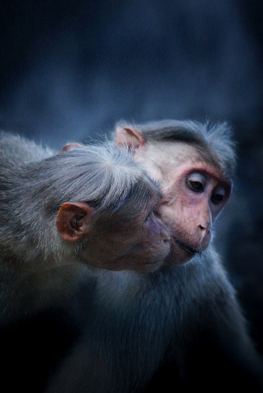 טבע קווירי: לפרסם או לא לפרסם?