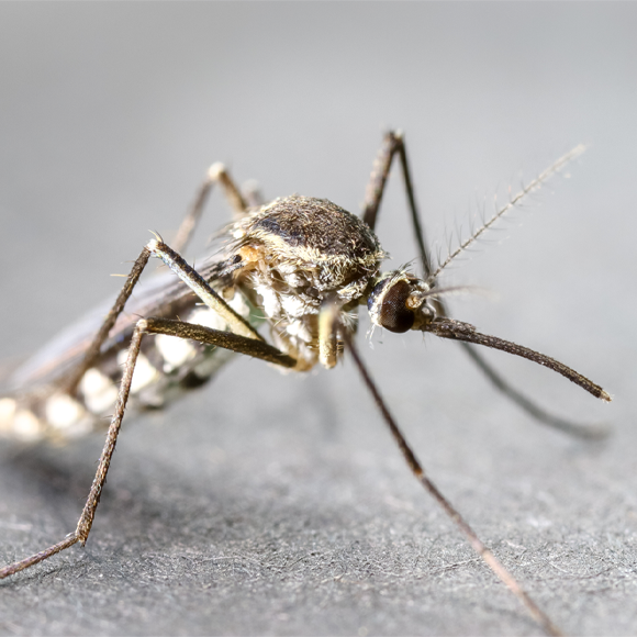 לחסל את יתושי המלריה עם קריספר