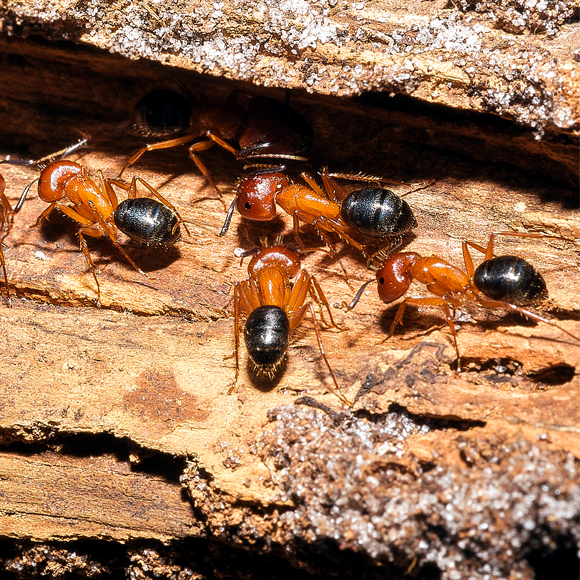 כריתה כירורגית מצילה חיים – של נמלים