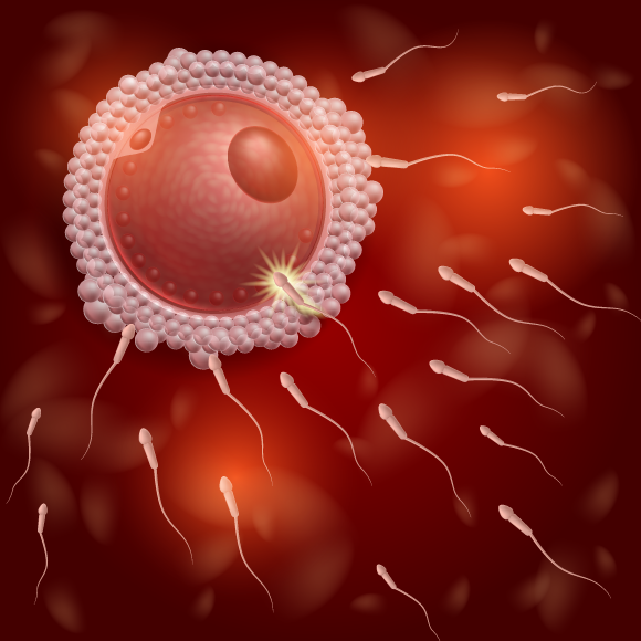 החלבון שמונע הפריה כפולה