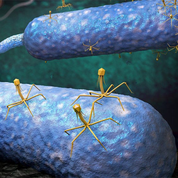 מערכת ההגנה שמשכיבה את החיידק לישון