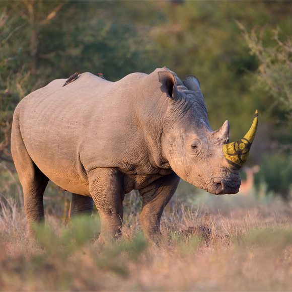 קרנף רדיואקטיבי