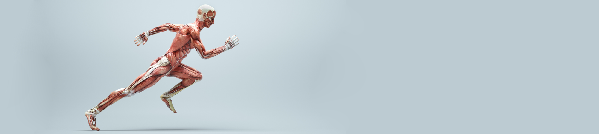 צומת עצב שריר – כשהאות הופך לפעולה