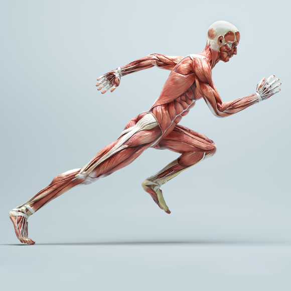 צומת עצב שריר – כשהאות הופך לפעולה