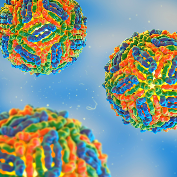 מחלות ללא גבולות: אמבות ויתושים