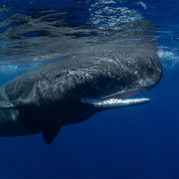 لغة الحيتان