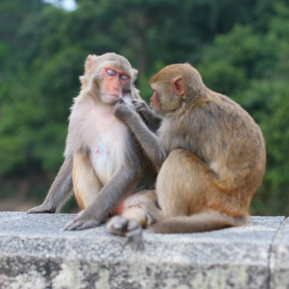 האסון שקירב את הקופים זה לזה