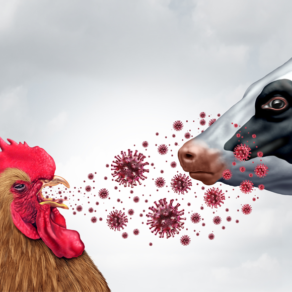 חשש מהתפרצות שפעת העופות בעדרי בקר